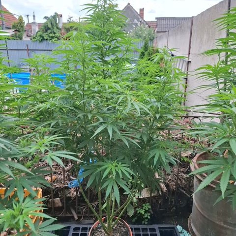 Orange Sherbet FF growlog timeline photo