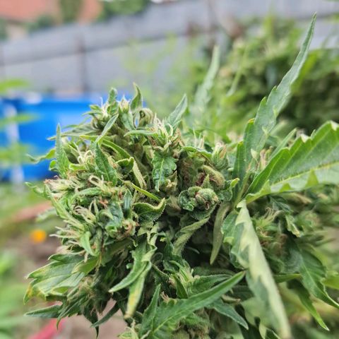 Gorilla Zkittlez Auto growlog timeline photo