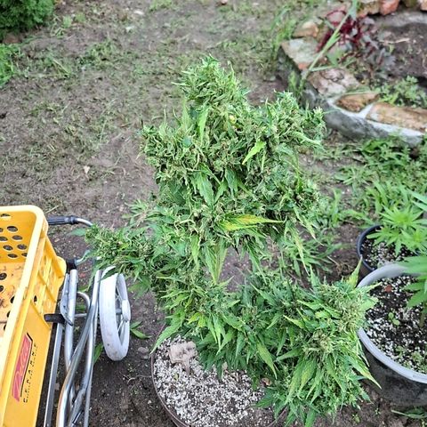 Gorilla Zkittlez Auto growlog timeline photo