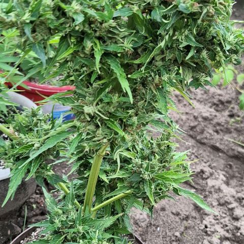 Gorilla Zkittlez Auto growlog timeline photo