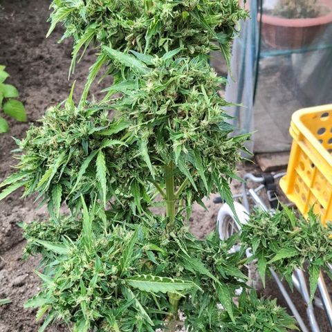 Gorilla Zkittlez Auto growlog timeline photo