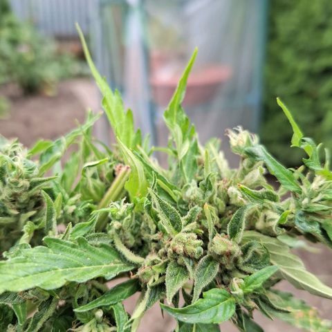 Gorilla Zkittlez Auto growlog timeline photo