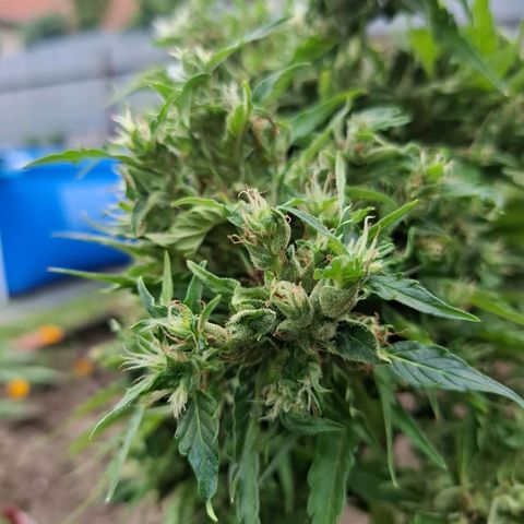 Gorilla Zkittlez Auto growlog timeline photo