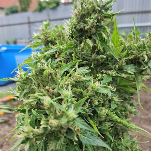 Gorilla Zkittlez Auto growlog timeline photo
