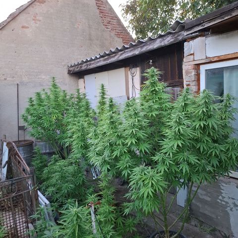 Orange Sherbet FF growlog timeline photo