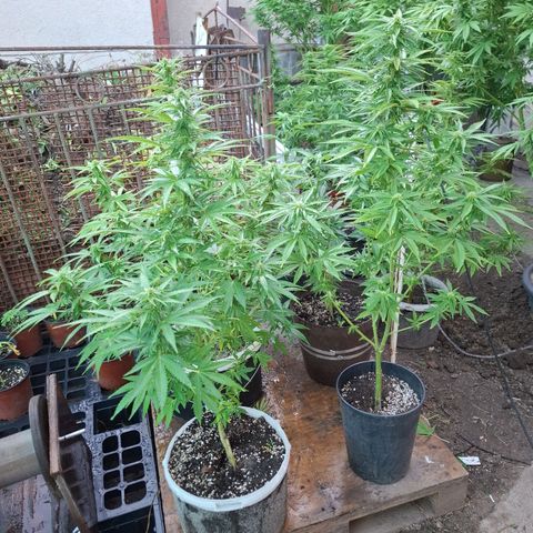 Orange Sherbet FF growlog timeline photo