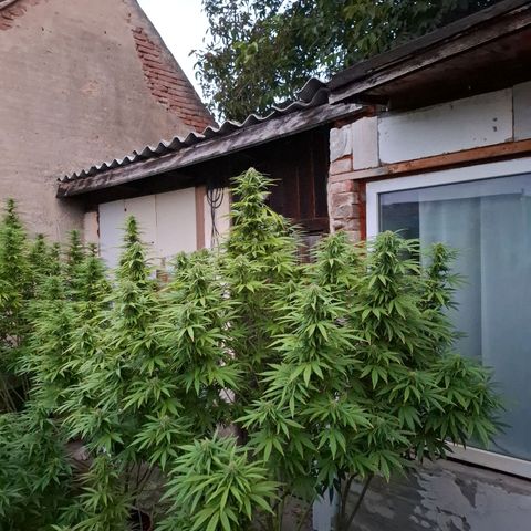 Orange Sherbet FF growlog timeline photo