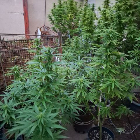 Orange Sherbet FF growlog timeline photo