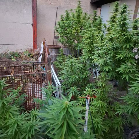 Orange Sherbet FF growlog timeline photo