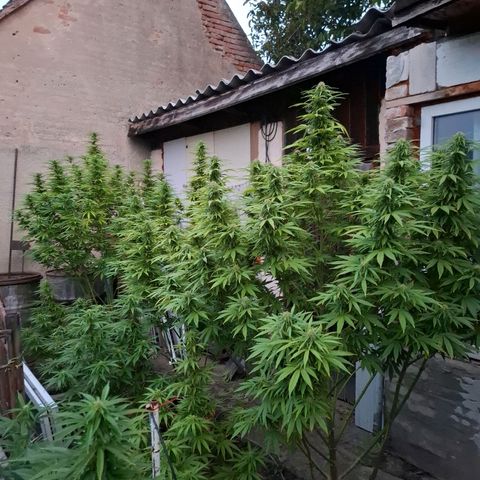 Orange Sherbet FF growlog timeline photo