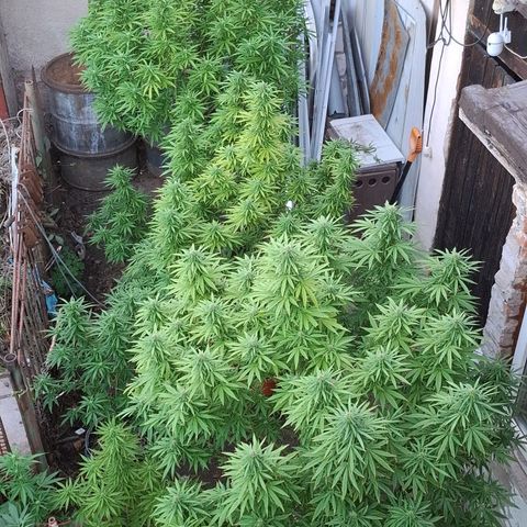 Orange Sherbet FF growlog timeline photo