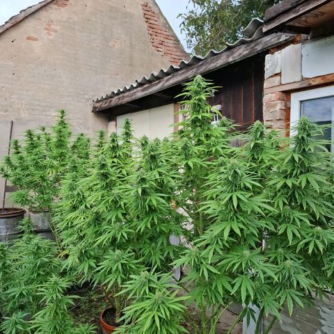 Orange Sherbet FF growlog timeline photo