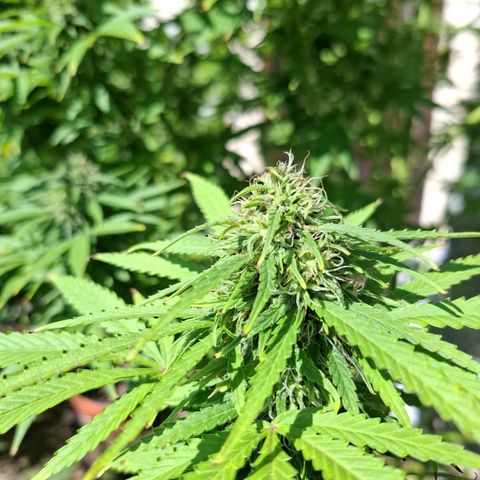 Orange Sherbet FF growlog timeline photo