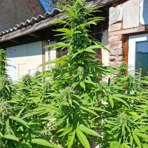 Orange Sherbet FF growlog timeline photo