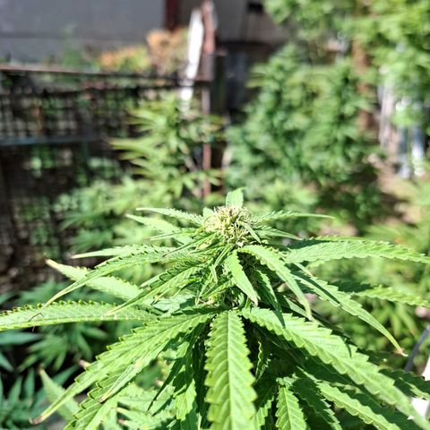 Orange Sherbet FF growlog timeline photo