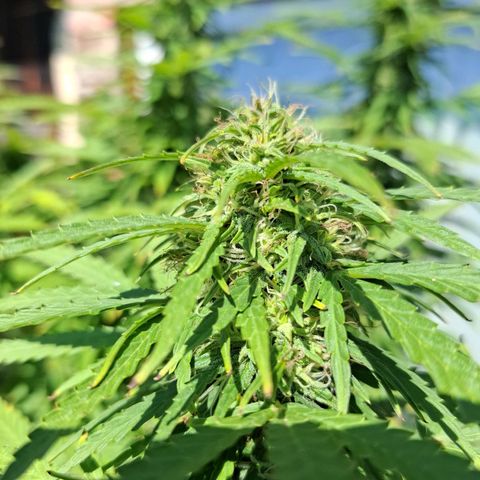 Orange Sherbet FF growlog timeline photo