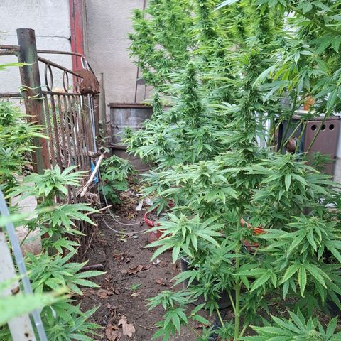 Orange Sherbet FF growlog timeline photo