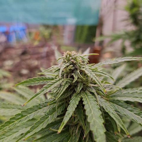 Orange Sherbet FF growlog timeline photo