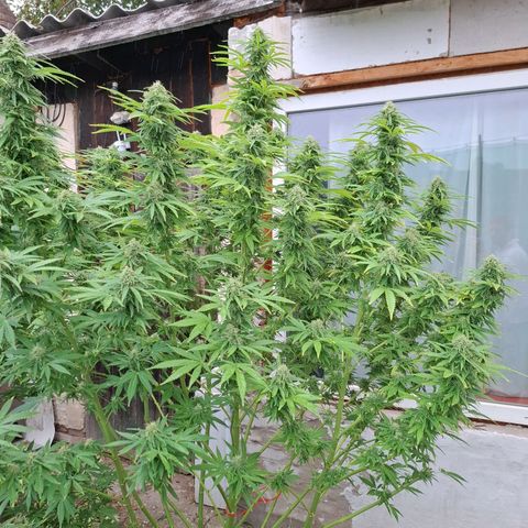 Orange Sherbet FF growlog timeline photo