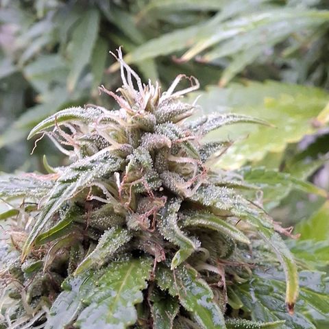 Orange Sherbet FF growlog timeline photo