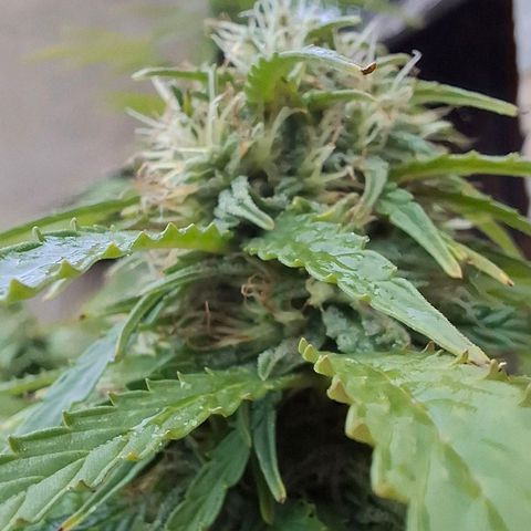 Orange Sherbet FF growlog timeline photo