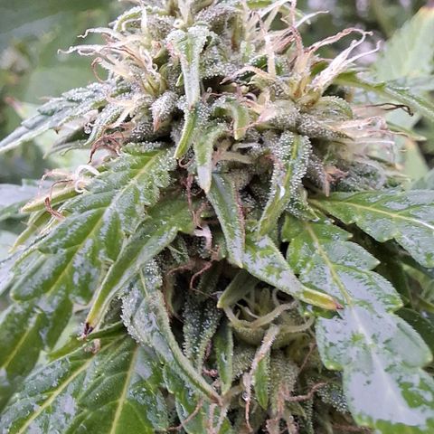 Orange Sherbet FF growlog timeline photo