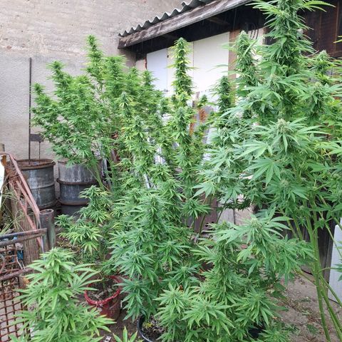 Orange Sherbet FF growlog timeline photo