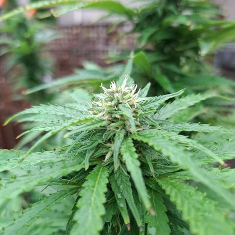 Orange Sherbet FF growlog timeline photo