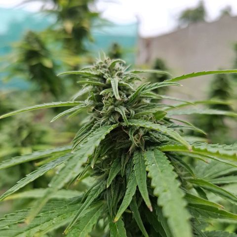 Orange Sherbet FF growlog timeline photo