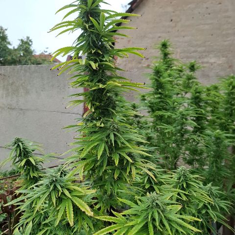 Orange Sherbet FF growlog timeline photo