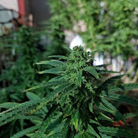 Orange Sherbet FF growlog timeline photo