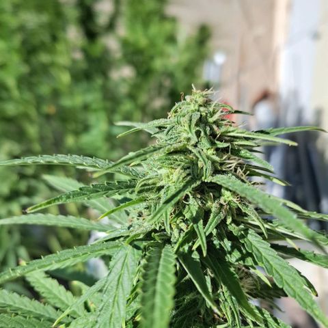 Orange Sherbet FF growlog timeline photo