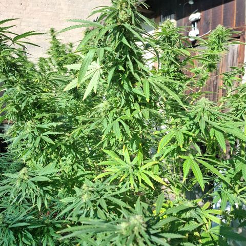 Orange Sherbet FF growlog timeline photo
