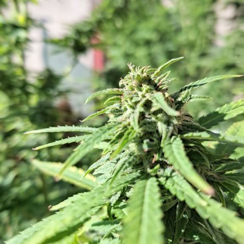 Orange Sherbet FF growlog timeline photo