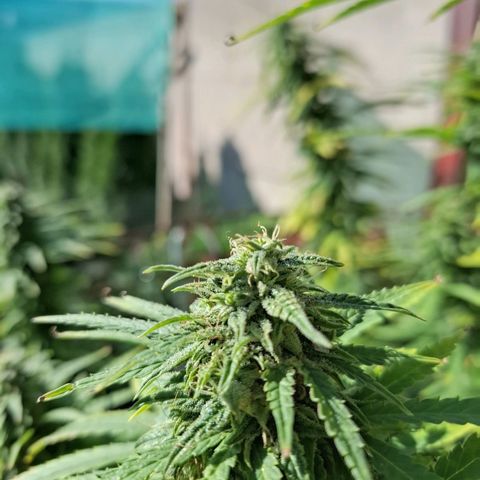 Orange Sherbet FF growlog timeline photo