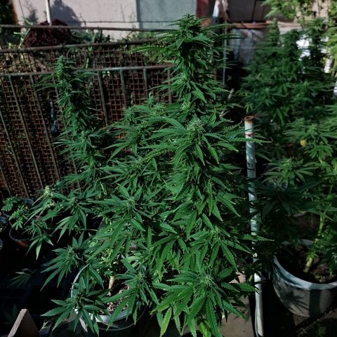 Orange Sherbet FF growlog timeline photo