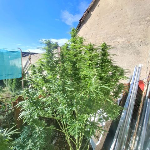 Orange Sherbet FF growlog timeline photo