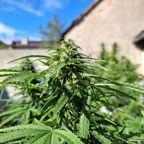 Orange Sherbet FF growlog timeline photo