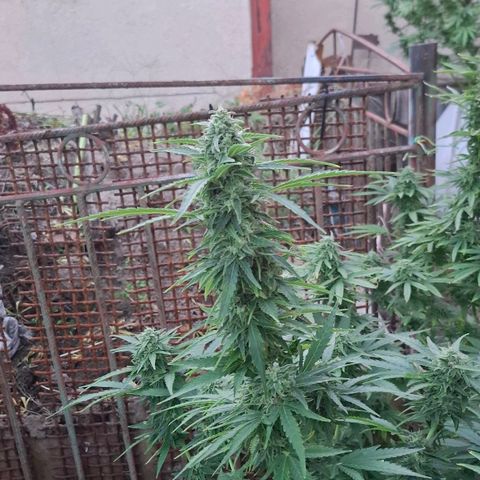 Orange Sherbet FF growlog timeline photo