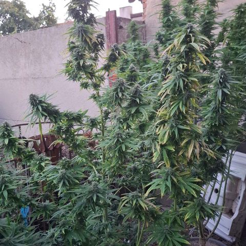 Orange Sherbet FF growlog timeline photo