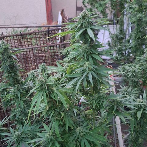 Orange Sherbet FF growlog timeline photo