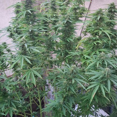 Orange Sherbet FF growlog timeline photo