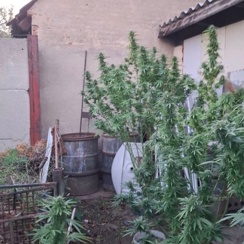 Orange Sherbet FF growlog timeline photo