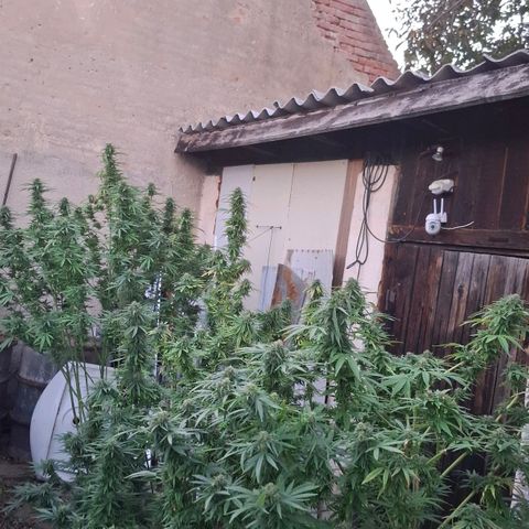 Orange Sherbet FF growlog timeline photo