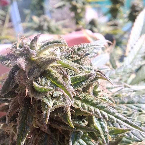 Orange Sherbet FF growlog timeline photo