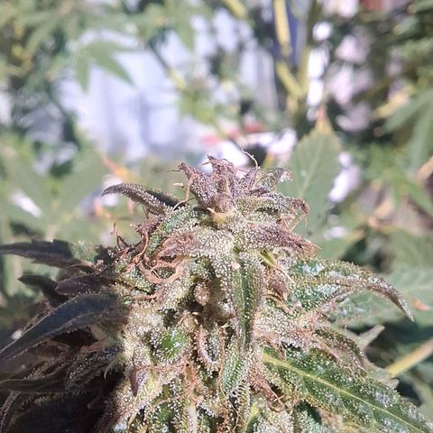 Orange Sherbet FF growlog timeline photo