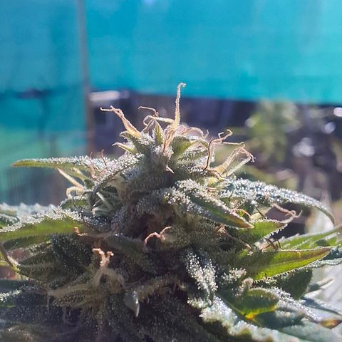 Orange Sherbet FF growlog timeline photo