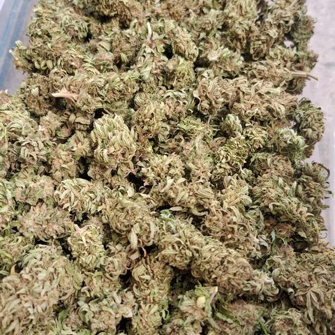 Orange Sherbet FF growlog timeline photo