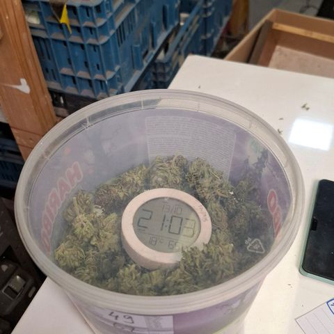 Orange Sherbet FF growlog timeline photo