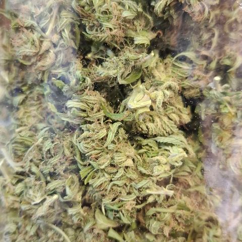 Orange Sherbet FF growlog timeline photo